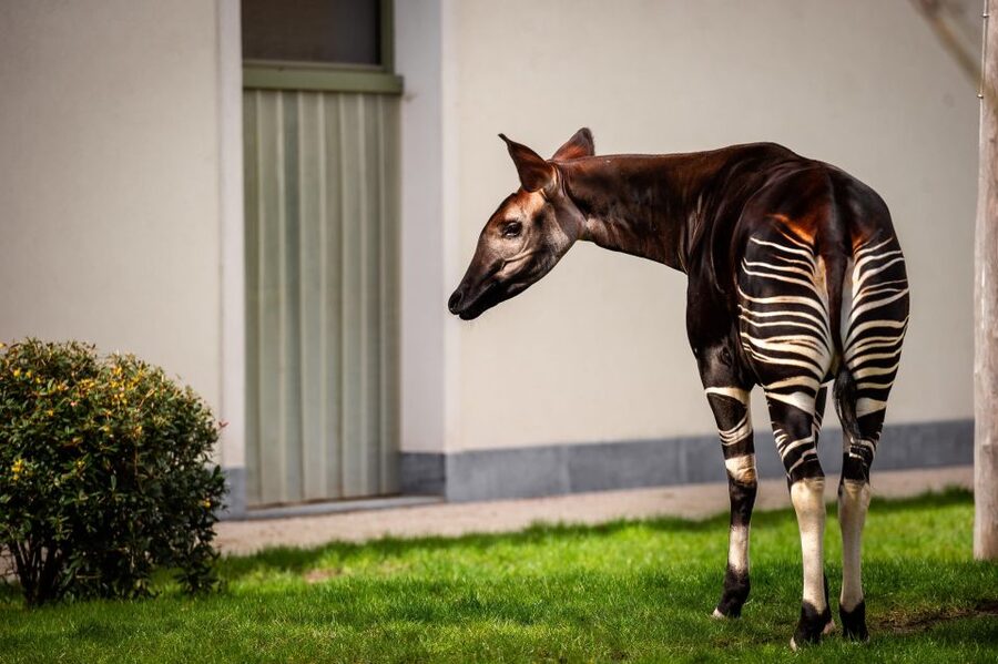 Antwerp: ZOO Entry Ticket - Key highlights you should care about