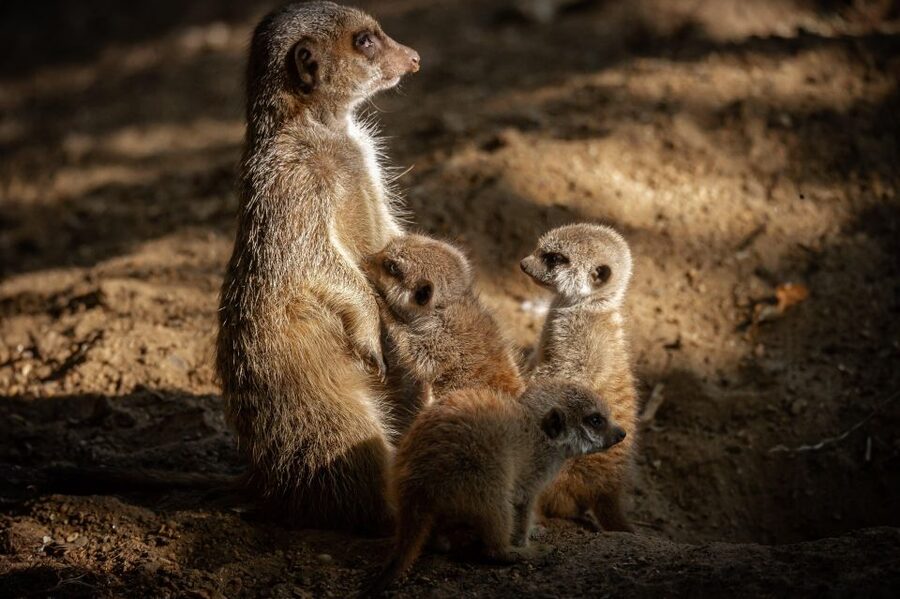 Antwerp: ZOO Entry Ticket - A 1-Day Ticket That Feels Like a Full Day at Antwerp ZOO