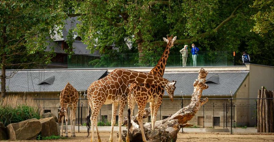 Antwerp: ZOO Entry Ticket - Your Animal Route: From the Valley of the Great Apes to the Egyptian Temple