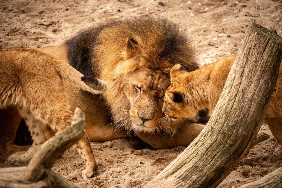 Antwerp: ZOO Entry Ticket - Exhibits I’d Prioritize: Hippotopia, Savannah Aviary, Buffalo Savannah, and Bearcanyon