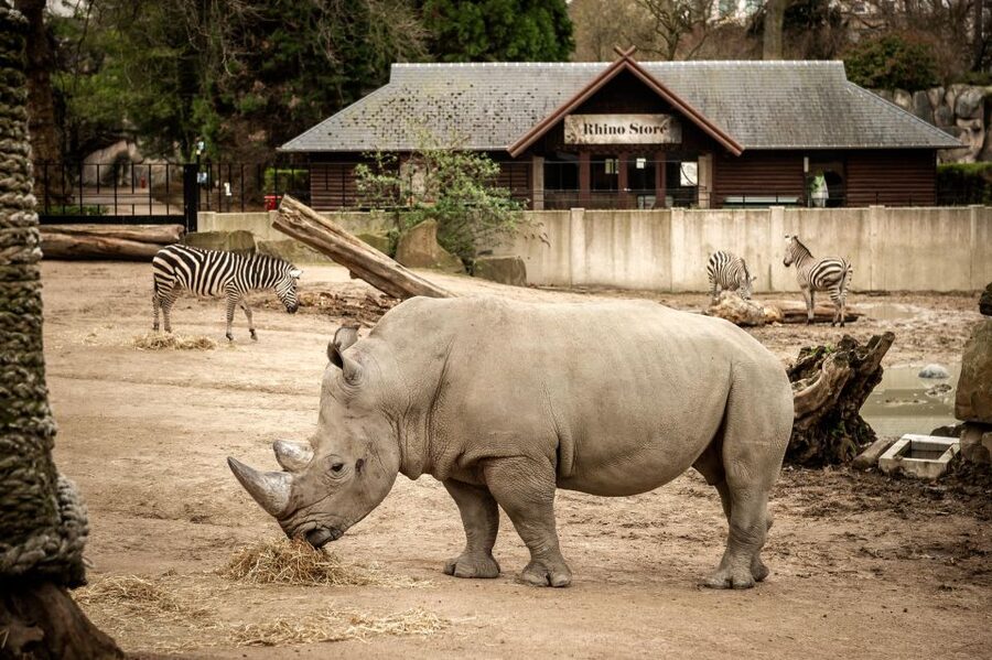 Antwerp: ZOO Entry Ticket - The Zoo Rules That Protect Animals and Visitors