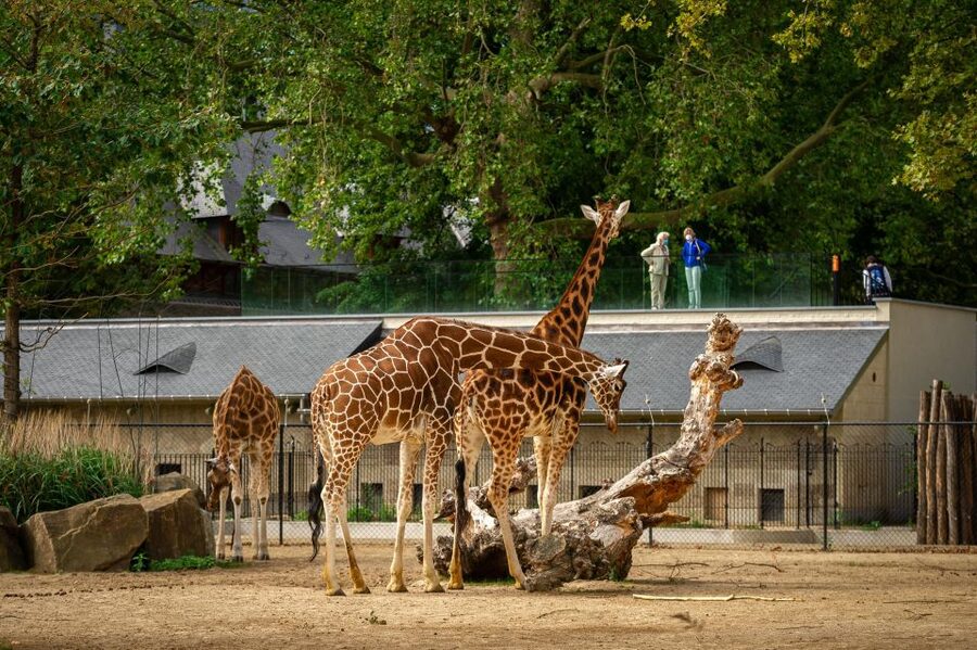 Antwerp: ZOO Entry Ticket - Food, Drinks, and Locker Setup Without Overthinking It
