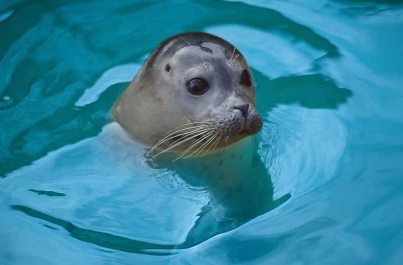 Blankenberge: SEA LIFE Entry Ticket - 50+ aquariums, piranhas, and the shark tunnel