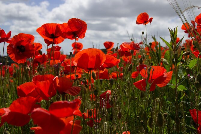 Flanders Fields Remembrance Tour from Bruges - Why a Bruges to Ypres Day Trip Feels More Than a Photo Stop