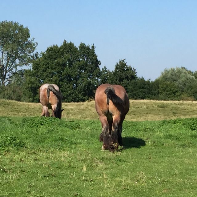 From Bruges: Family-Friendly Countryside Guided Bike Tour - Quasimundo Bike Tours: where your day actually starts