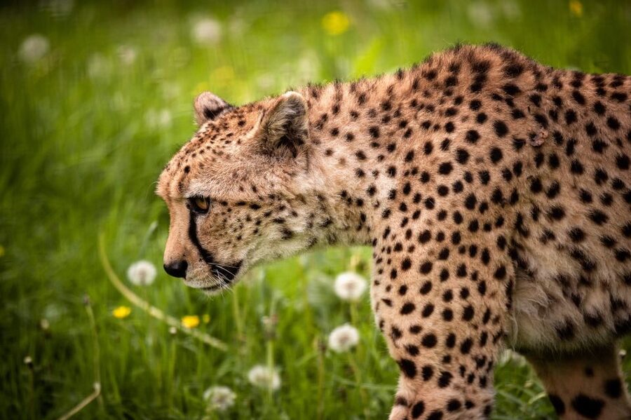 Mechelen: Planckendael ZOO Entry Ticket - Key takeaways before you go