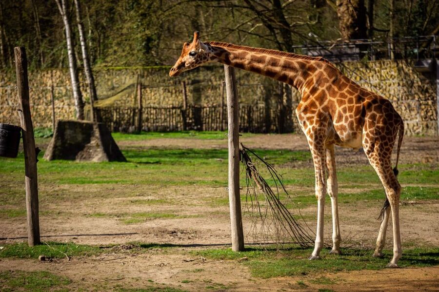 Mechelen: Planckendael ZOO Entry Ticket - Daily feeding program access, and why timing improves your visit