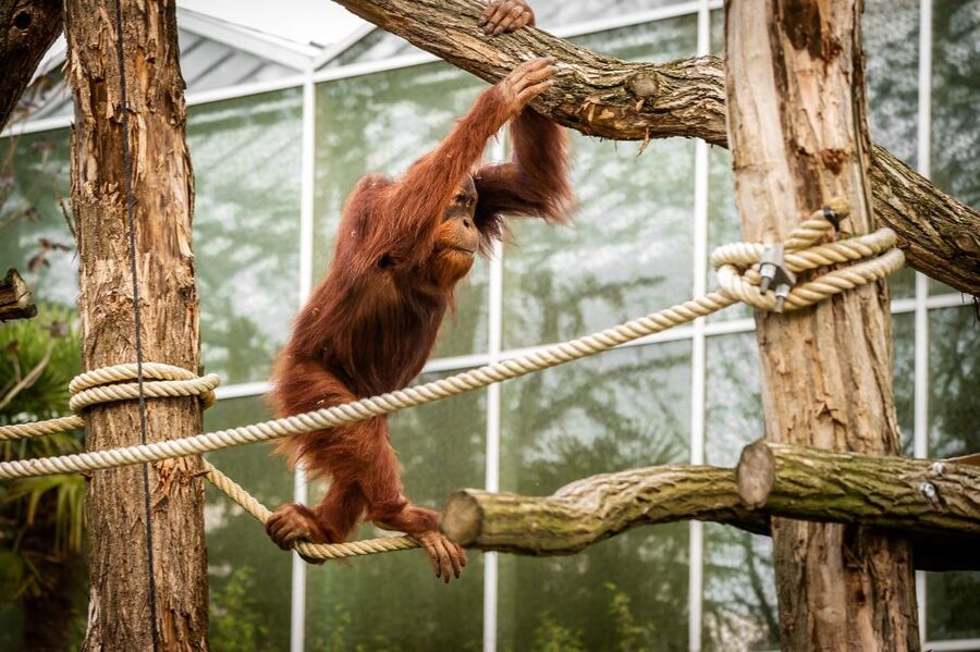 Mechelen: Planckendael ZOO Entry Ticket - Family-friendly facilities: baby bottle warming and easier walking