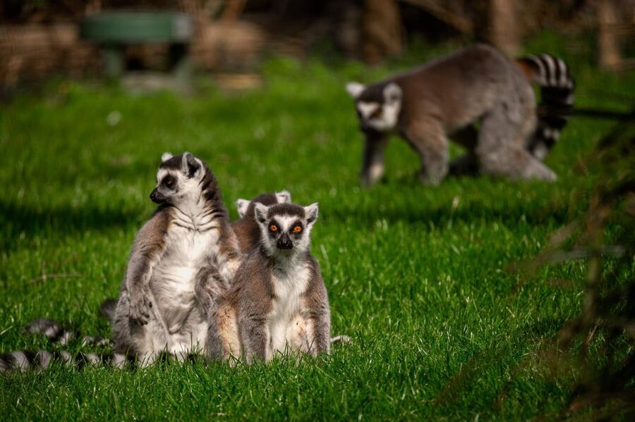 Mechelen: Planckendael ZOO Entry Ticket - Photography, rules, and animal care that shapes your day