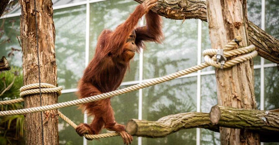 Mechelen: Planckendael ZOO Entry Ticket - Price and value: what about the $41 ticket makes sense