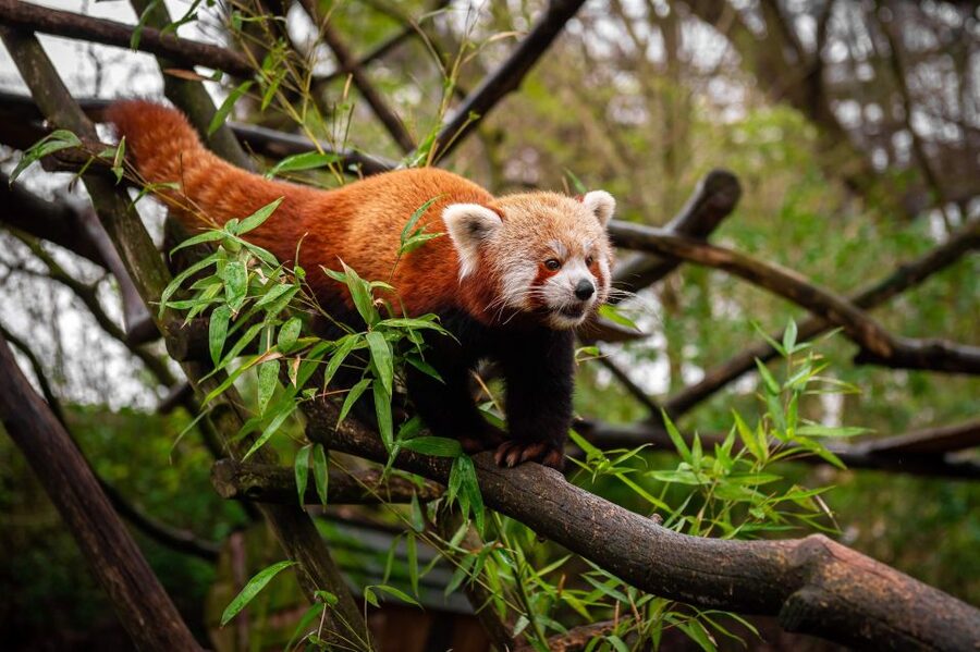 Mechelen: Planckendael ZOO Entry Ticket - Getting there and what to pack for a smooth one-day visit